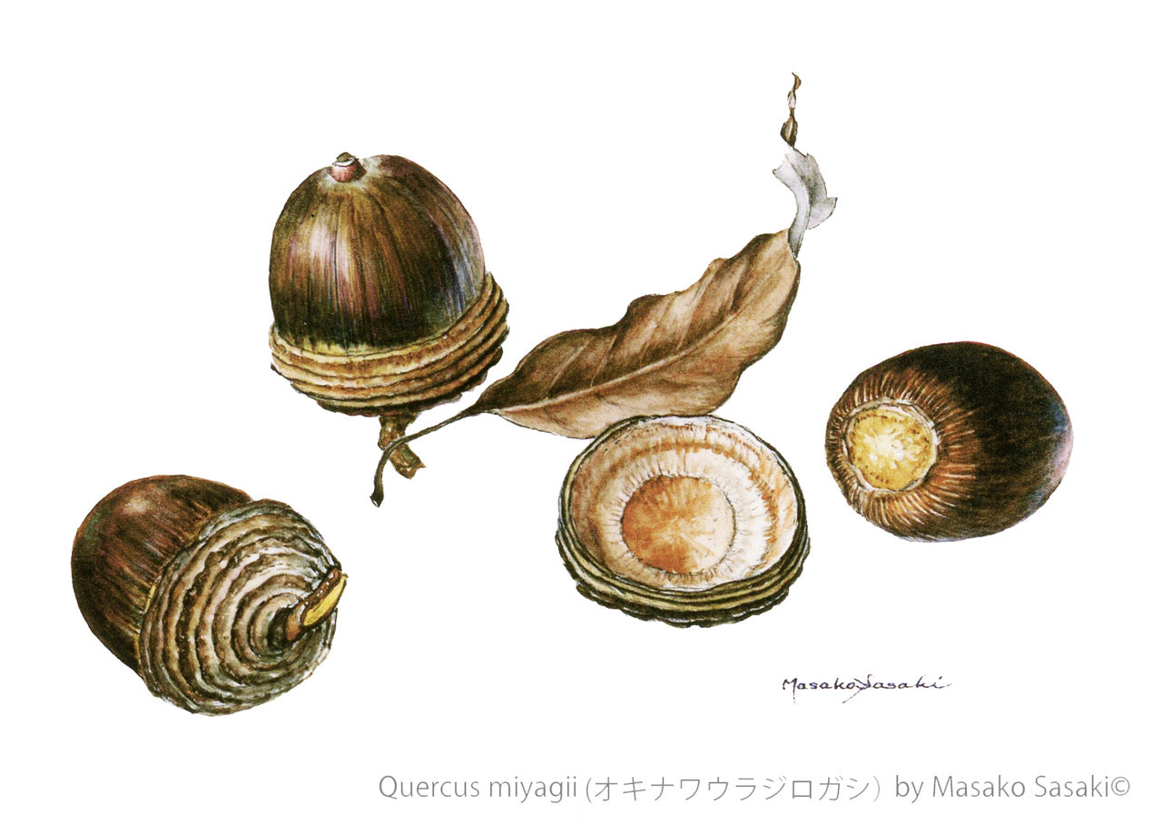 ポストカードセットー木の実1（6枚セット） – Botanical alley