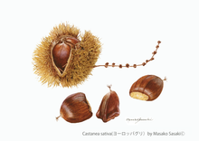 Load image into Gallery viewer, Postcard Set: Nuts 1 (set of 6)
