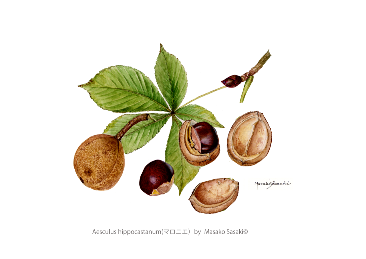 木の実 Купить ремень на роторную косилку SPA 2932 Wirax Z-169, Z