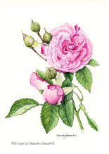 Load image into Gallery viewer, Postcard Set: Rose A (set of 6)
