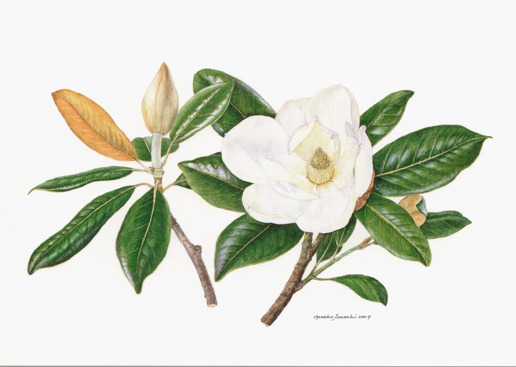 Postcard ( Southern magnolia)