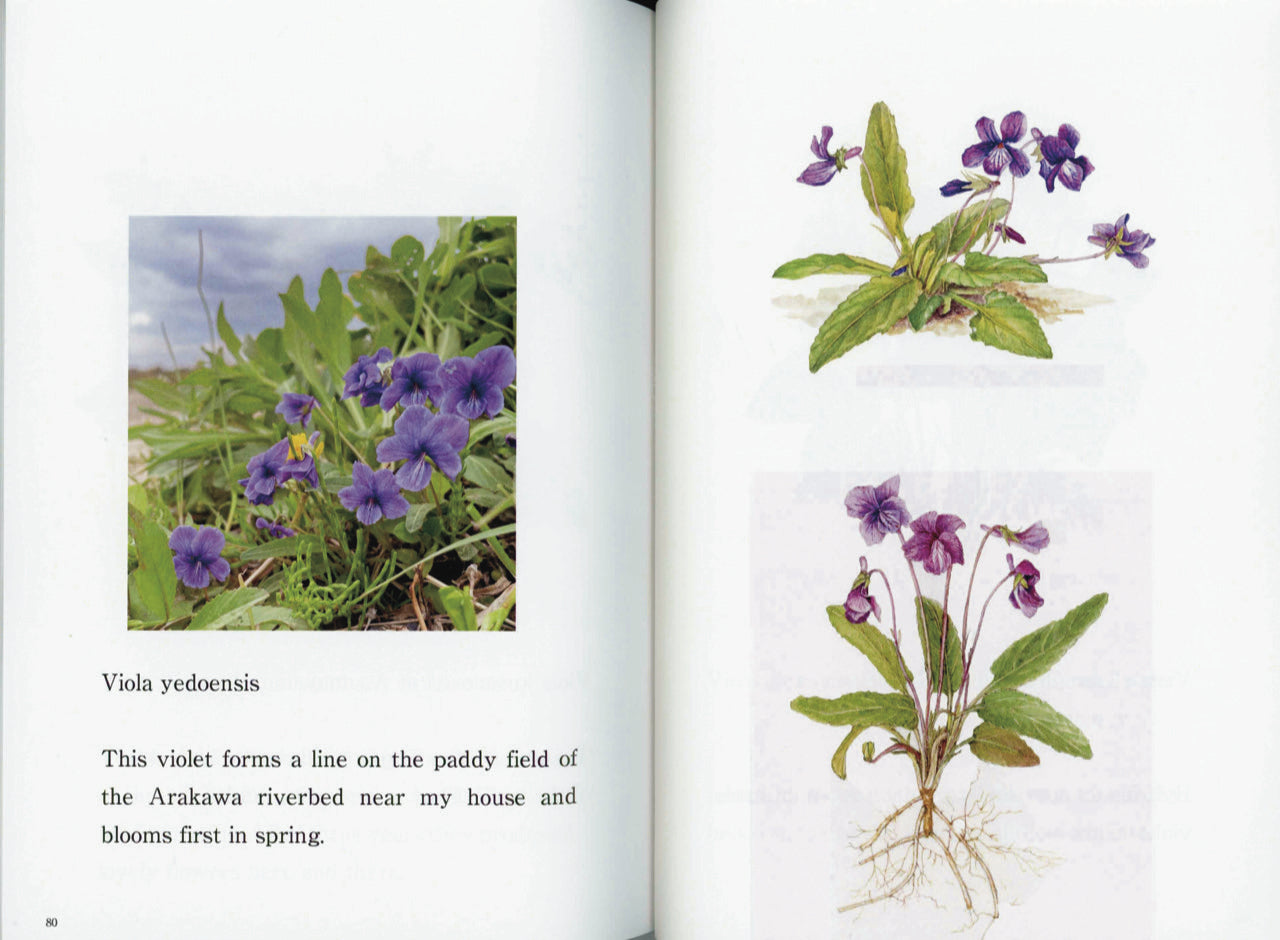 violets botanical drawing