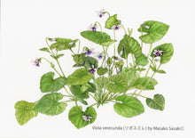 Load image into Gallery viewer, Postcard Set: Violets B (set of 6)
