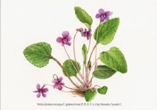 Load image into Gallery viewer, Postcard Set: Violets C (set of 6)
