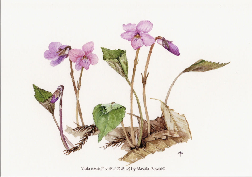 Postcard Set: Violets C (set of 6)