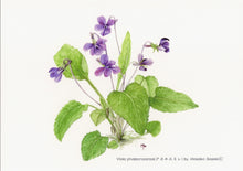 Load image into Gallery viewer, Postcard Set: Violets C (set of 6)
