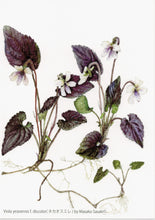 Load image into Gallery viewer, Postcard Set: Violets D (set of 6)
