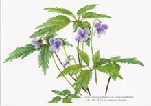 Load image into Gallery viewer, Postcard Set: Violets D (set of 6)
