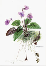 Load image into Gallery viewer, Postcard Set: Violets E (set of 6)
