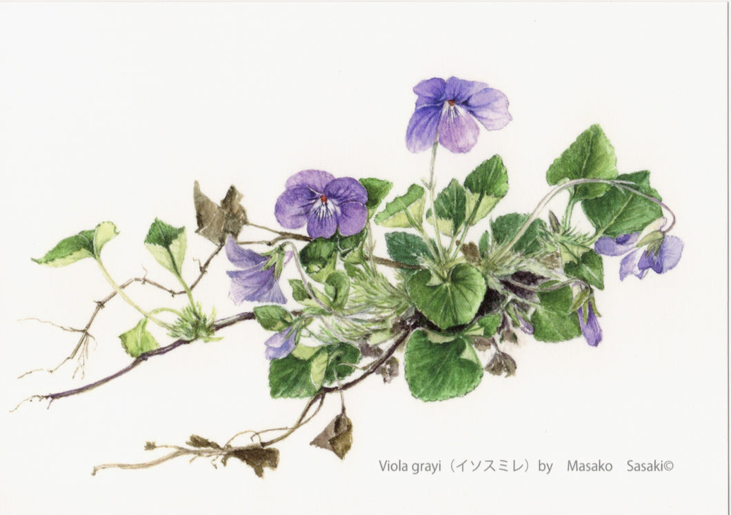 Postcard Set: Violets E (set of 6)