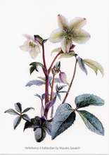 Load image into Gallery viewer, Postcard Set: Christmas Rose 1 (set of 6)
