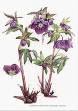 Load image into Gallery viewer, Postcard Set: Christmas Rose 1 (set of 6)
