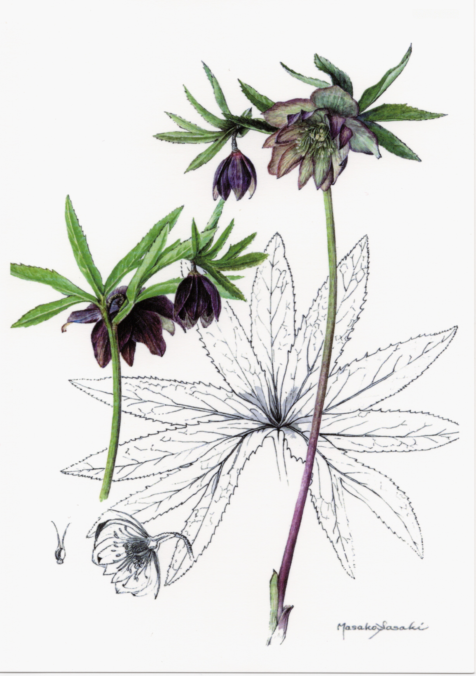 ポストカードセットークリスマスローズ(6枚セット ポストカードセットークリスマスローズ(6枚セット