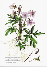 Load image into Gallery viewer, Postcard Set: Violets F (set of 6)
