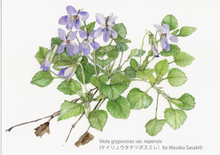 Load image into Gallery viewer, Postcard Set: Violets G (set of 6)
