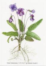 Load image into Gallery viewer, Postcard Set: Violets H (set of 6)
