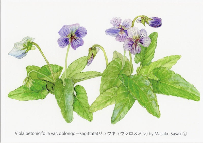 ポストカードセットースミレH（6枚セット） – Botanical alley